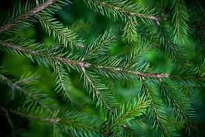 Winter background with green spruce branches. Close-up. Selective focus. photo