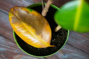 Yellowed ficus leaf. Houseplant care at home. Top view. Selective focus. photo