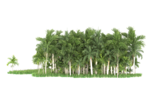 Realistic forest isolated on transparent background. 3d rendering - illustration png