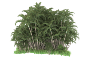 floresta realista isolada em fundo transparente. renderização 3D - ilustração png