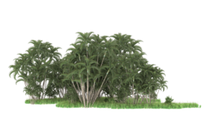 Realistic forest isolated on transparent background. 3d rendering - illustration png