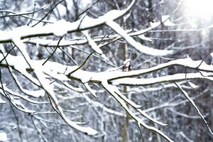 Tree branches in the snow. Sunny day. Winter landscape. Winter background. Selective focus. photo