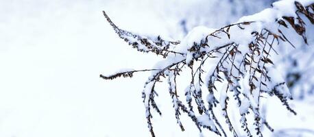 Dry bush covered with snow. Winter background. Banner. Copy space. Close-up. Selective focus. photo