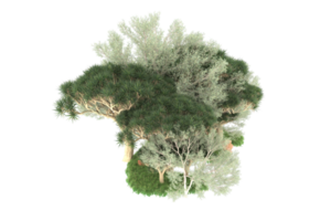 Realistic forest isolated on transparent background. 3d rendering - illustration png