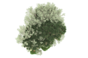 Realistic forest isolated on transparent background. 3d rendering - illustration png