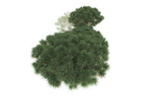 Realistic forest isolated on transparent background. 3d rendering - illustration png