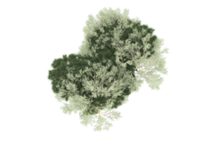 forêt réaliste isolée sur fond transparent. rendu 3d - illustration png