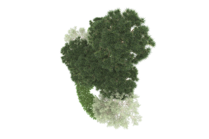 Realistic forest isolated on transparent background. 3d rendering - illustration png