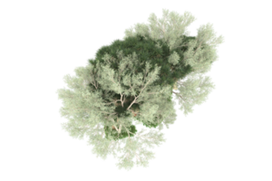 realistico foresta isolato su trasparente sfondo. 3d interpretazione - illustrazione png