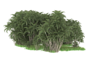 Realistic forest isolated on transparent background. 3d rendering - illustration png