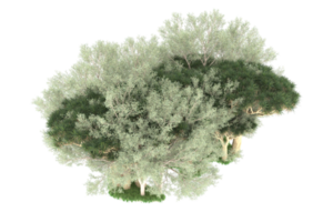 Realistic forest isolated on transparent background. 3d rendering - illustration png