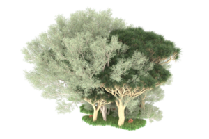 Realistic forest isolated on transparent background. 3d rendering - illustration png