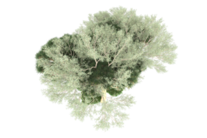 realistico foresta isolato su trasparente sfondo. 3d interpretazione - illustrazione png