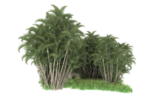 Realistic forest isolated on transparent background. 3d rendering - illustration png