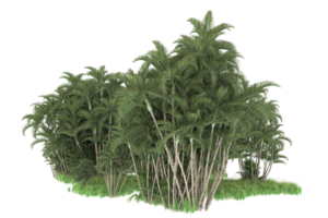 Realistic forest isolated on transparent background. 3d rendering - illustration png