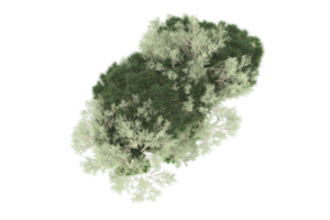 Realistic forest isolated on transparent background. 3d rendering - illustration png