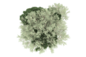 Realistic forest isolated on transparent background. 3d rendering - illustration png