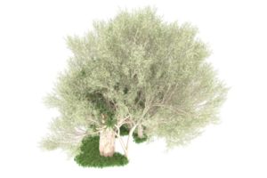 realistischer wald lokalisiert auf transparentem hintergrund. 3D-Rendering - Abbildung png