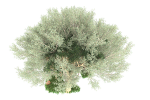 Realistic forest isolated on transparent background. 3d rendering - illustration png