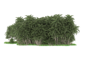 floresta realista isolada em fundo transparente. renderização 3D - ilustração png