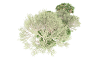 realistischer wald lokalisiert auf transparentem hintergrund. 3D-Rendering - Abbildung png