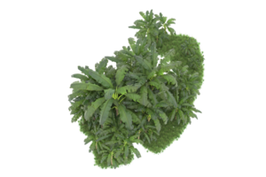 Realistic forest isolated on transparent background. 3d rendering - illustration png