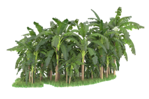 Realistic forest isolated on transparent background. 3d rendering - illustration png
