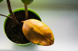 Yellowed fallen ficus leaf. Houseplant care at home. Selective focus. photo