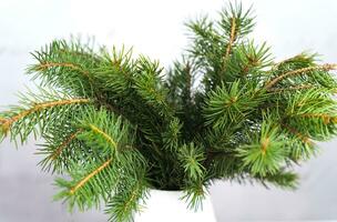 Green spruce branches in a white vase. Christmas decor and festive mood. Selective focus. Close-up. photo