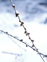 Dry grass covered with snow. Winter atmosphere. Winter Christmas background. Close-up. Selective focus. photo