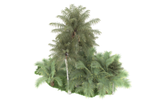 Realistic forest isolated on transparent background. 3d rendering - illustration png