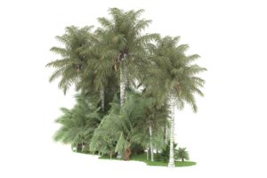 realistico foresta isolato su trasparente sfondo. 3d interpretazione - illustrazione png