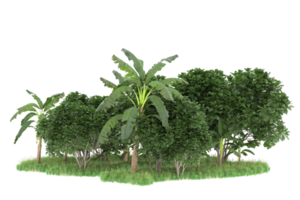 Realistic forest isolated on transparent background. 3d rendering - illustration png