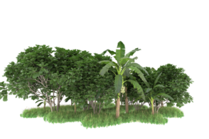 Realistic forest isolated on transparent background. 3d rendering - illustration png