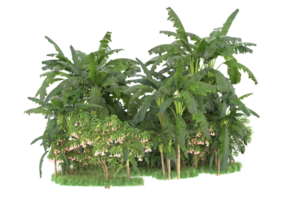 Realistic forest isolated on transparent background. 3d rendering - illustration png