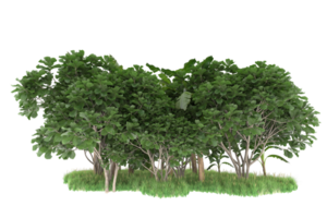 Realistic forest isolated on transparent background. 3d rendering - illustration png