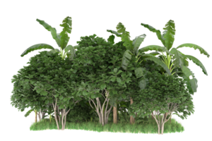 Realistic forest isolated on transparent background. 3d rendering - illustration png