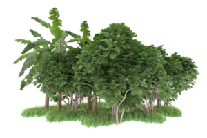 Realistic forest isolated on transparent background. 3d rendering - illustration png