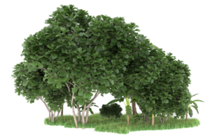 Realistic forest isolated on transparent background. 3d rendering - illustration png