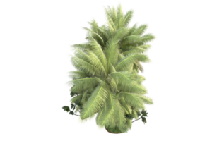 Realistic forest isolated on transparent background. 3d rendering - illustration png