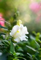 White flower in the sun's rays with beautiful bokeh. Close-up. Selective focus. photo