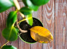 Improper care of houseplants. Yellowed ficus leaf. Top view. Selective focus. photo