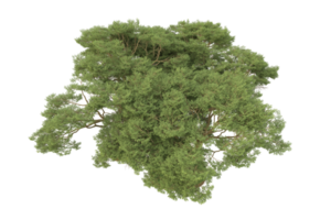 Realistic forest isolated on transparent background. 3d rendering - illustration png