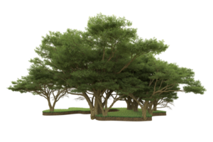 Realistic forest isolated on transparent background. 3d rendering - illustration png