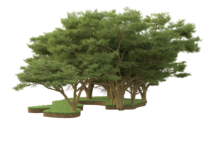 realistico foresta isolato su trasparente sfondo. 3d interpretazione - illustrazione png