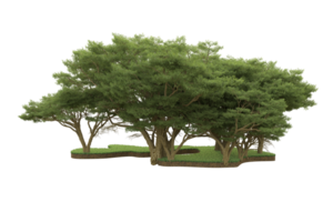 Realistic forest isolated on transparent background. 3d rendering - illustration png