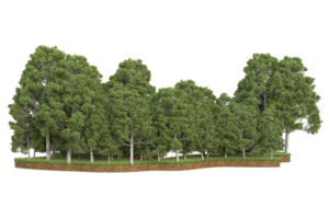 Realistic forest isolated on transparent background. 3d rendering - illustration png