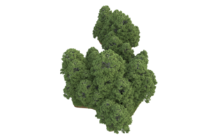 realistico foresta isolato su trasparente sfondo. 3d interpretazione - illustrazione png