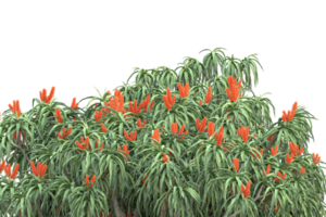 realistischer wald lokalisiert auf transparentem hintergrund. 3D-Rendering - Abbildung png