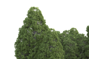 forêt réaliste isolée sur fond transparent. rendu 3d - illustration png